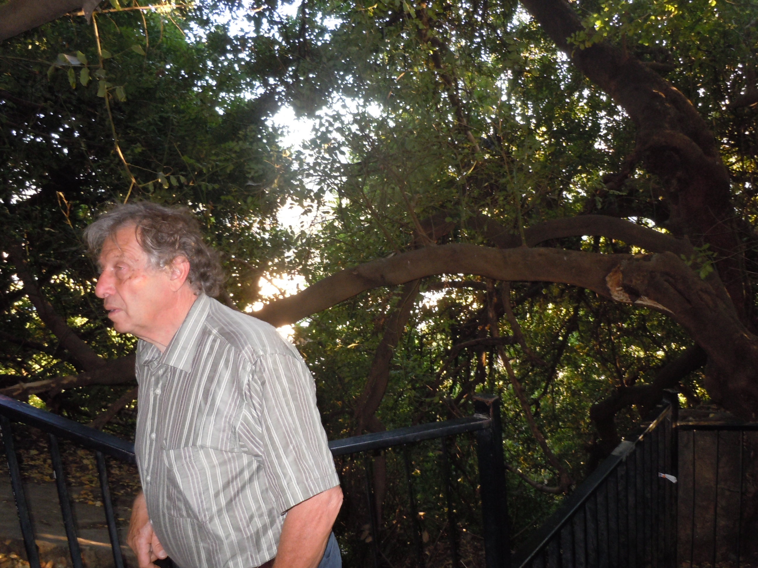 Servas host Abel in front of the 2000-year-old carob tree he and his wife Ruth take care of—the actual tree that nourished Jewish patriot Shimon Bar Yochai during the 12 years he hid out from the Romans just after the time of Christ