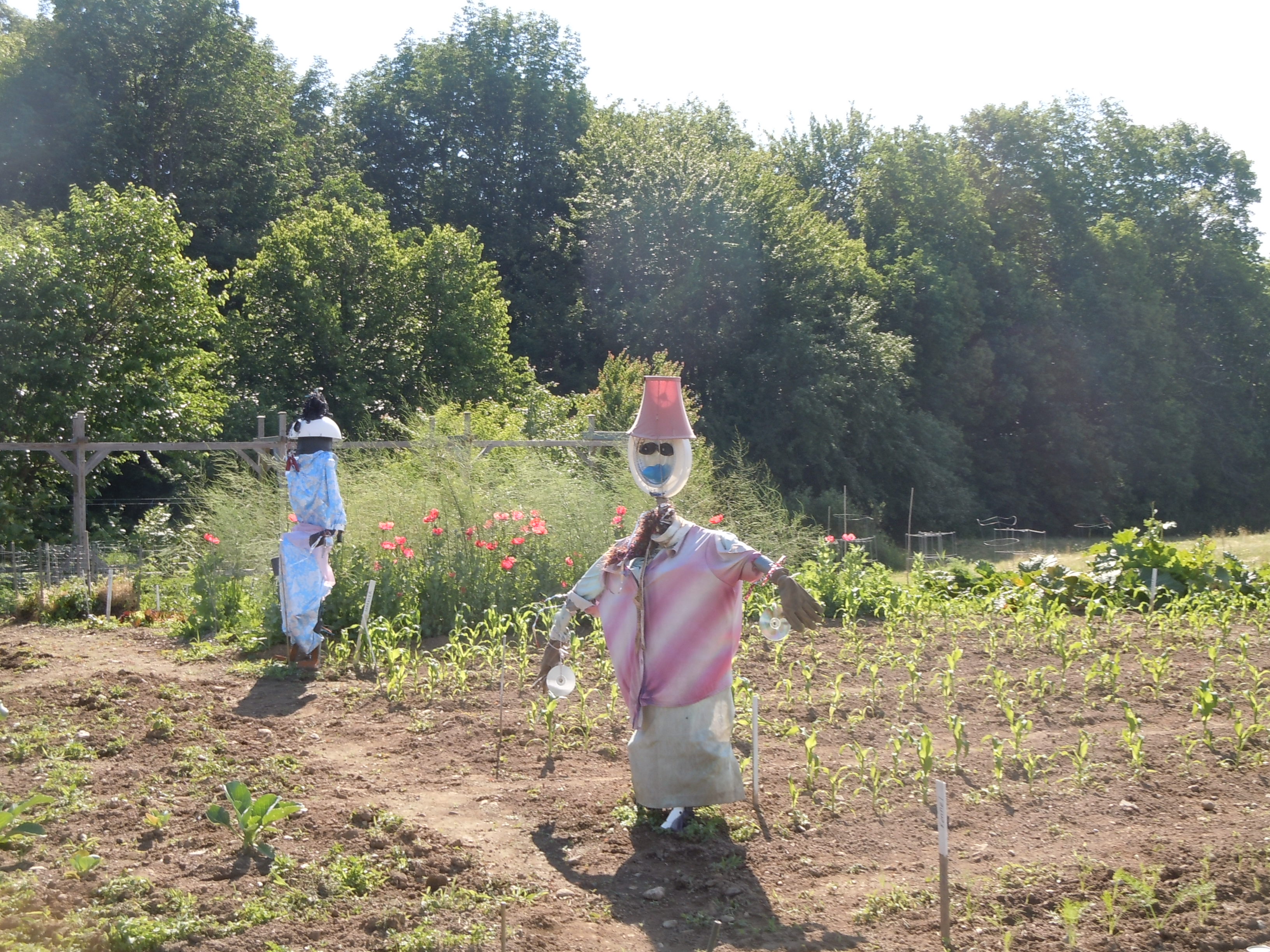Homemade scarecrows keeping watch over Judy and David's massive organic garden in Maine